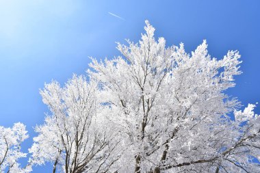 Candore, Monte Amiata, Toscana