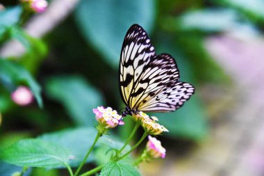 Casa delle Farfalle, Milano Marittima
