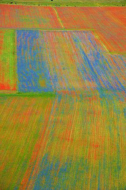 Castelluccio di Norcia, rara bellezza