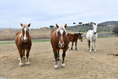 Posa 'da Cavalli, Toscana