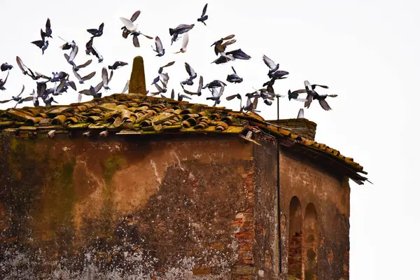 Cascina e colombe, Toscana