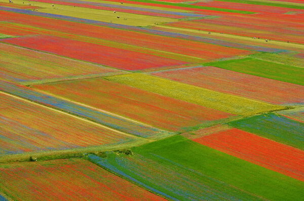 Castelluccio di Norcia, rara bellezza