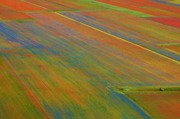 Castelluccio di Norcia, rara bellezza
