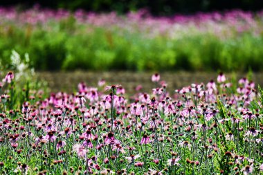 Coltivazione di fiori, Toscana