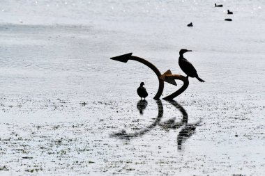 Cormorani al Lago Trasimeno, Umbria