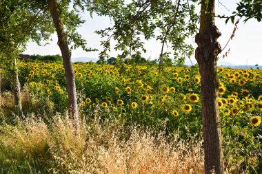 Cornice di girasoli, Toscana