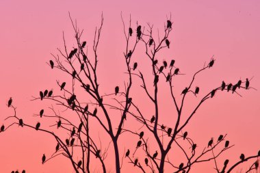 Cormorani al tramonto, Umbria