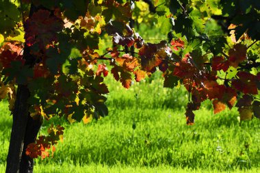 Fantasia di colori, Toscana