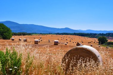 Fieno arrotolato, Valdichiana, Toscana