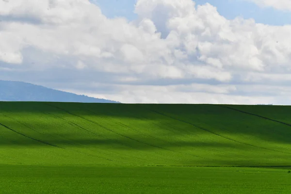 Dolce collina verdeggiante, Toscana