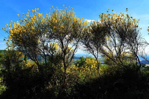 Esplosione di ginestre, Toscana