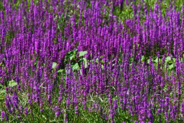 Fiori spontane, Valdichiana, Toscana