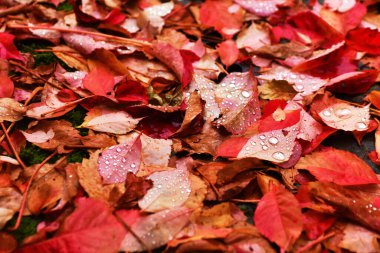 Foglie rosse, autunno, Toscana