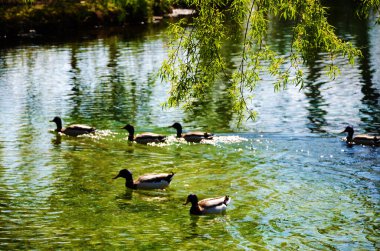 Fonti del Clitunno, Umbria 