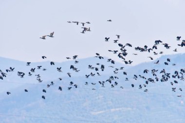 Volo 'da Formazione di uccelli, Toscana