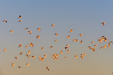 Garzette al tramonto, Valdichiana, Toscana