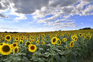 Girasoli Valdichiana 'da, Toscana