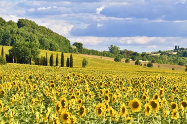 Campi di girasoli, Toscana