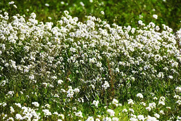 Fiori bianchi, luminosi, Toscana