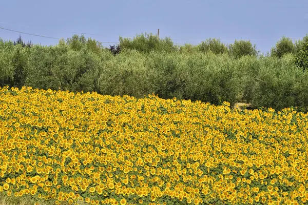 Girasoli in campagna, Toscana