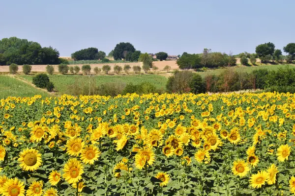 Campi di girasoli, Toscana