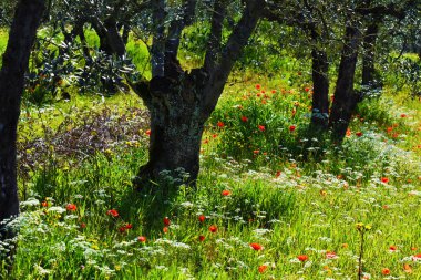 Ben fiori e i saggi ulivi, Toscana