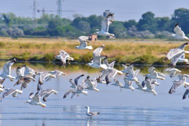 Ben gabbiani delle Saline di Cervia