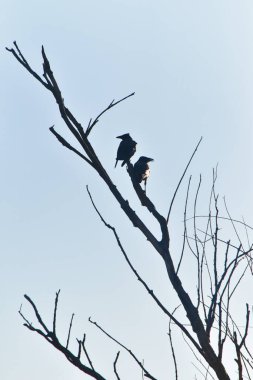 Hadi bakalım, Toscana.
