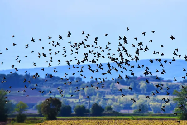 Valdichiana, Toscana 'da Gli storni volano