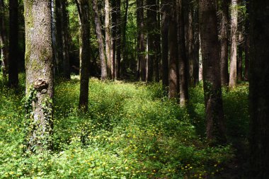 Andando piyano nel bosco...