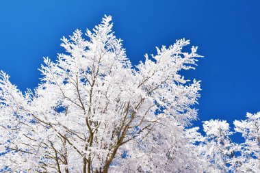 Neve al Monte Amiata