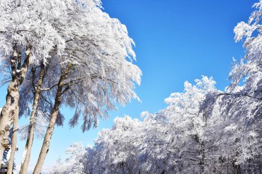 Neve al Monte Amiata