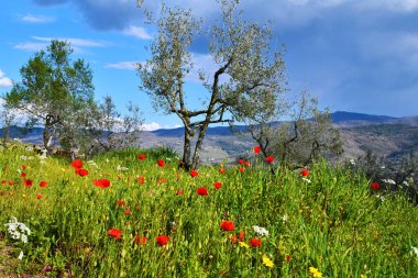 Papaveri e ulivi, primavera