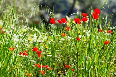 Papaveri sbocciati, Valdichiana, Toscana