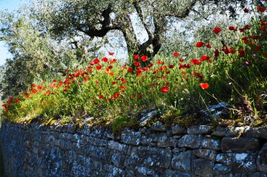 Papaveri sul muretto, Toscana