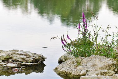 Piyanonun spontanesi, Ponte Buriano, Arezzo, Toscana, İtalya