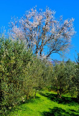 Pianta fiorita e ulivi Toscana