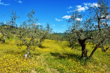 La Toscana e' in fiore!