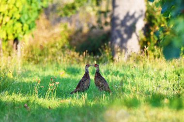 Fagiani in Val di Chio, Toscana