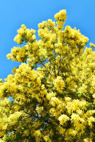 Mimosa fiorita presso Castiglion Fiorentino, Toscana