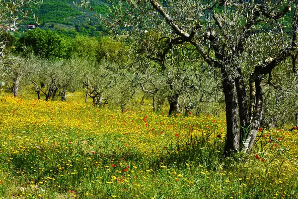 La Toscana e' in fiore!