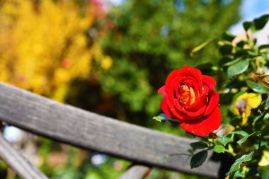 Rosa bagnata, bellezza senza tempo