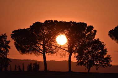 Sole, tramonto dietro i pini
