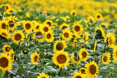 Muhteşem girasoli nella Valdichiana, Toscana