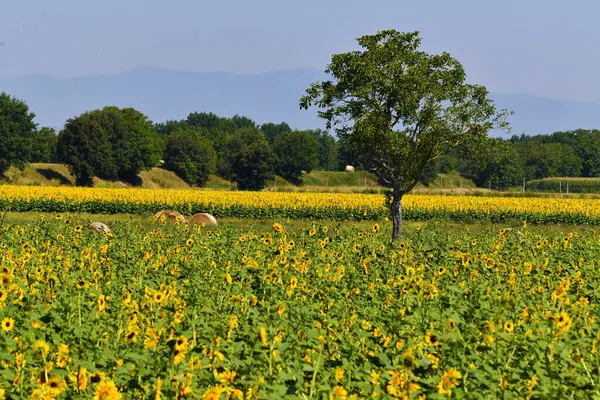 Tanti, tanti girasoli, Toscana