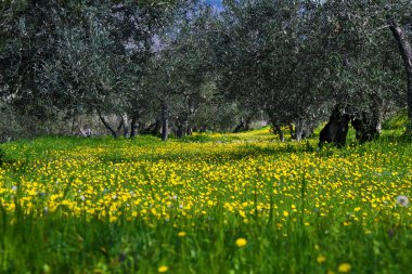 Fiori e ulivi, Toscana, İtalya