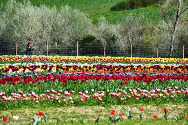 Tulipani ad Asciano, senese, Toscana