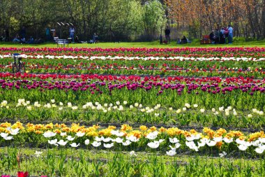 Tulipani ad Asciano, senese, Toscana