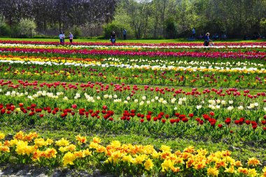 Tulipani ad Asciano, senese, Toscana