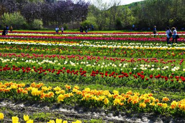 Tulipani ad Asciano, senese, Toscana